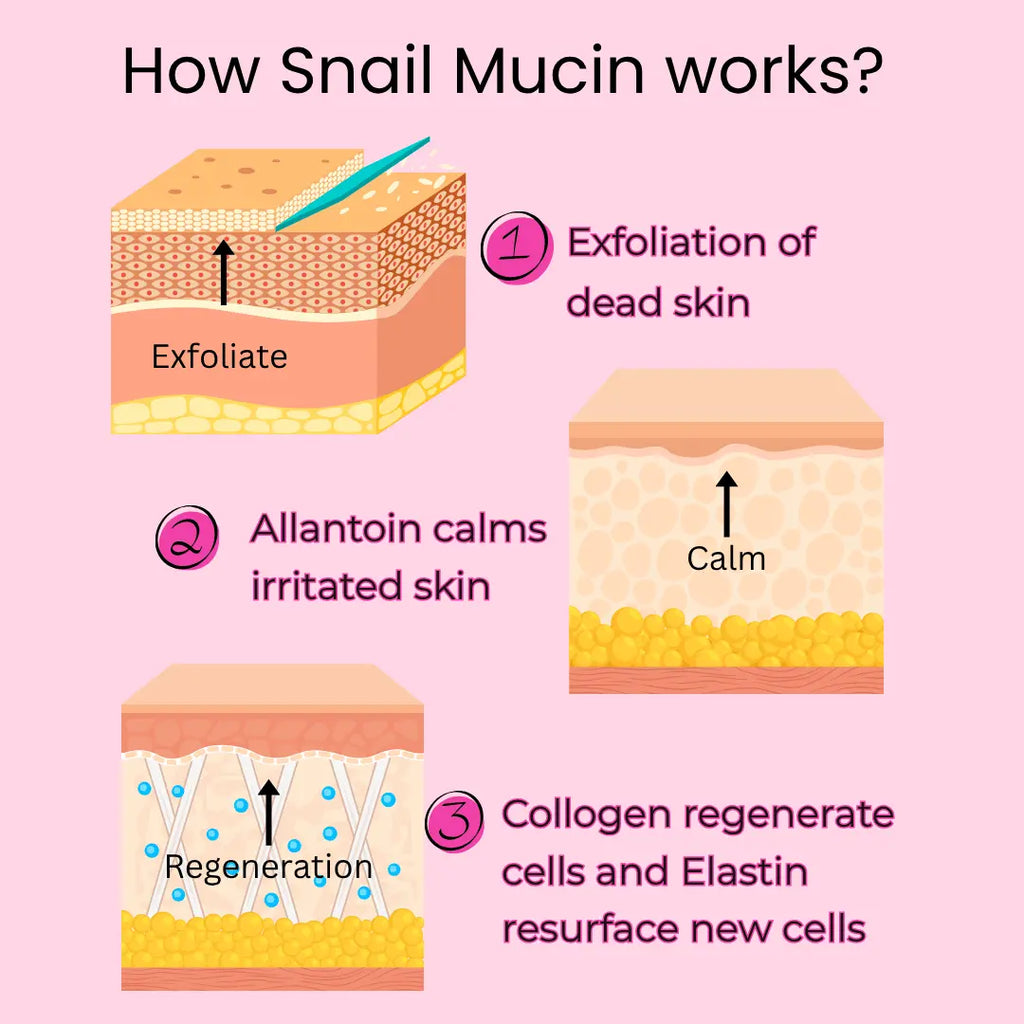 An educational infographic titled 'How Snail Mucin works?' on a light pink background, showing three illustrated stages of skin regeneration: exfoliation of dead skin, calming of irritated skin, and collagen regeneration of new cells.